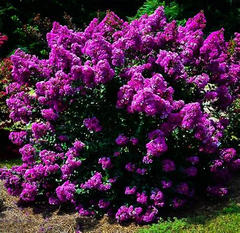 Creating a Magical Fairy Garden with Crape Myrtle